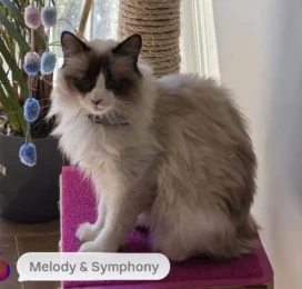 Gato Ragdoll perdido en Distrito Capital