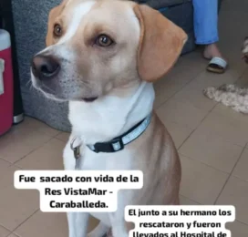 Perro Mestizo perdido en La Guaira