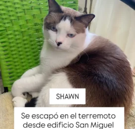 Gato Mestizo perdido en Distrito Capital