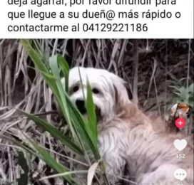 Perro encontrado en Distrito Capital