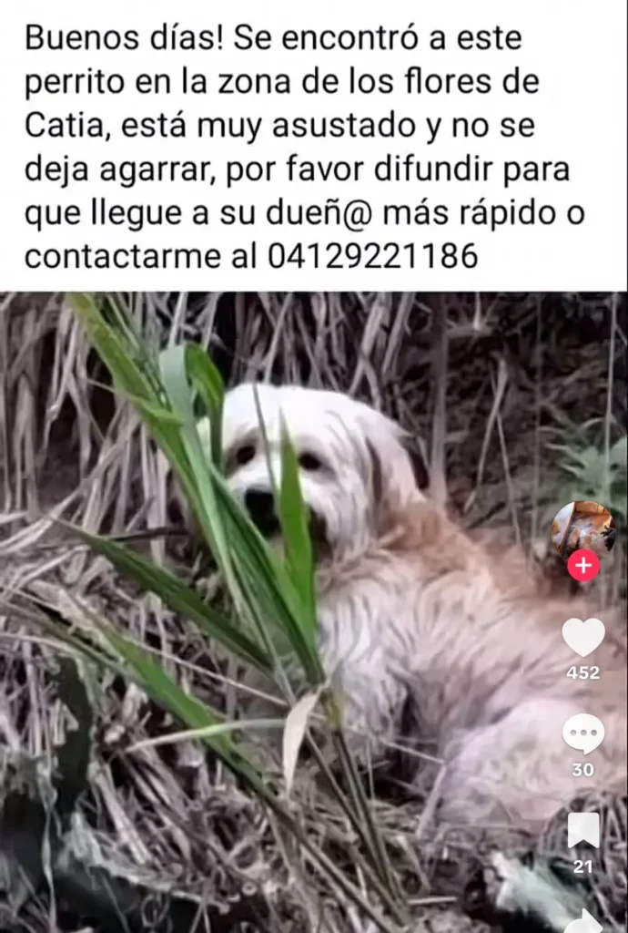 Perro encontrado