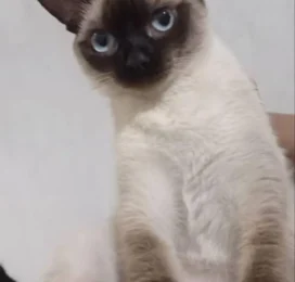 Gato Siamés perdido en La Guaira