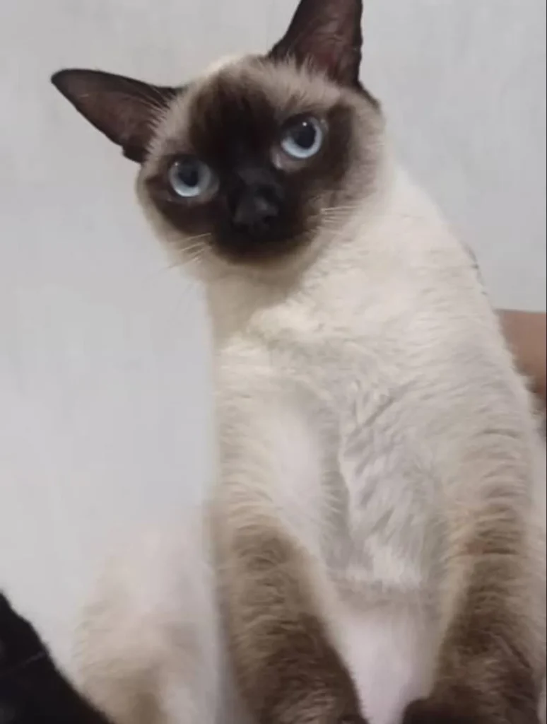 Niña