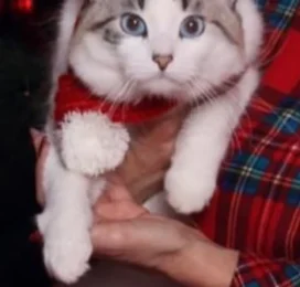 Gato Mestizo encontrado en La Guaira