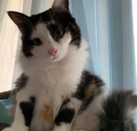 Gato encontrado en La Guaira