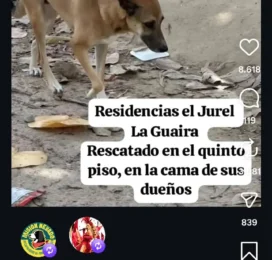 Perro Mestizo encontrado en La Guaira