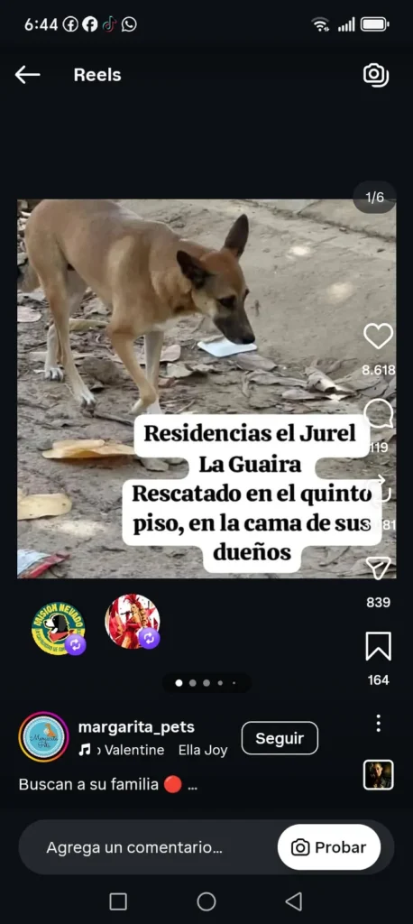 Perro encontrado