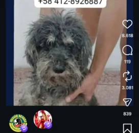 Perro Poodle (Caniche) encontrado en La Guaira
