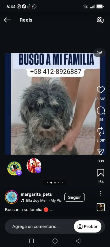 Perro encontrado