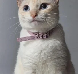 Gato Siamés perdido en La Guaira