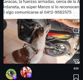 Perro Beagle encontrado en Distrito Capital