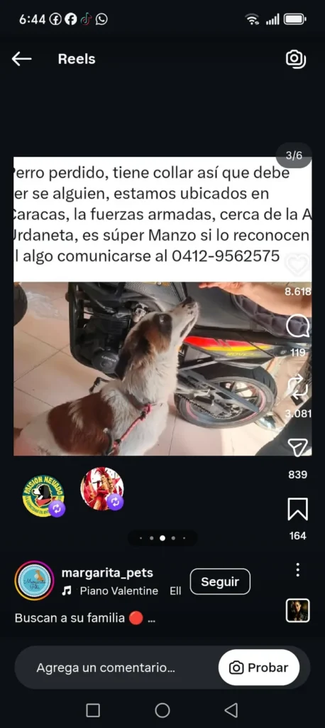 Perro encontrado