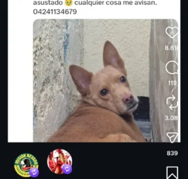 Perro perdido en Distrito Capital