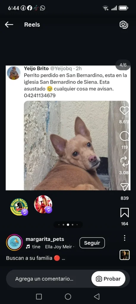 Perro perdido