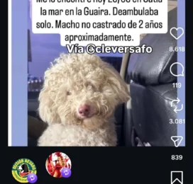 Perro Poodle (Caniche) perdido en La Guaira