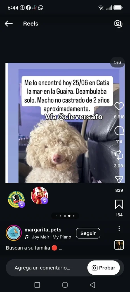 Perro perdido