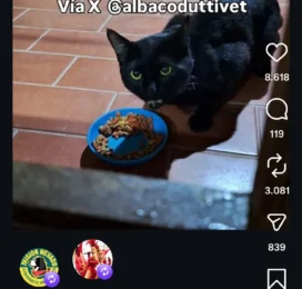 Gato encontrado en Distrito Capital