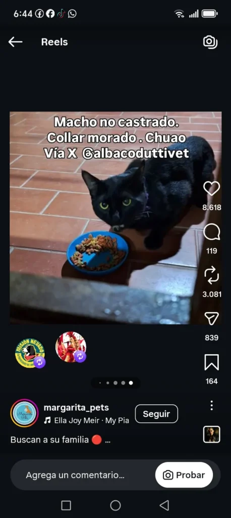 Gato encontrado