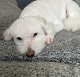 Perro Poodle (Caniche) perdido en La Guaira