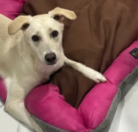 Perro perdido en La Guaira