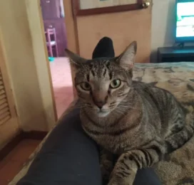 Gato perdido en La Guaira