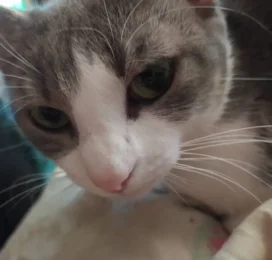 Gato perdido en La Guaira