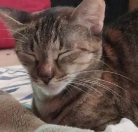 Gato perdido en La Guaira