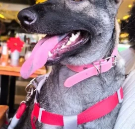 Perro Mestizo perdido en La Guaira