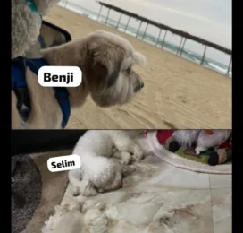 Perro Mestizo perdido en La Guaira