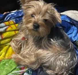 Perro Yorkshire Terrier perdido en La Guaira