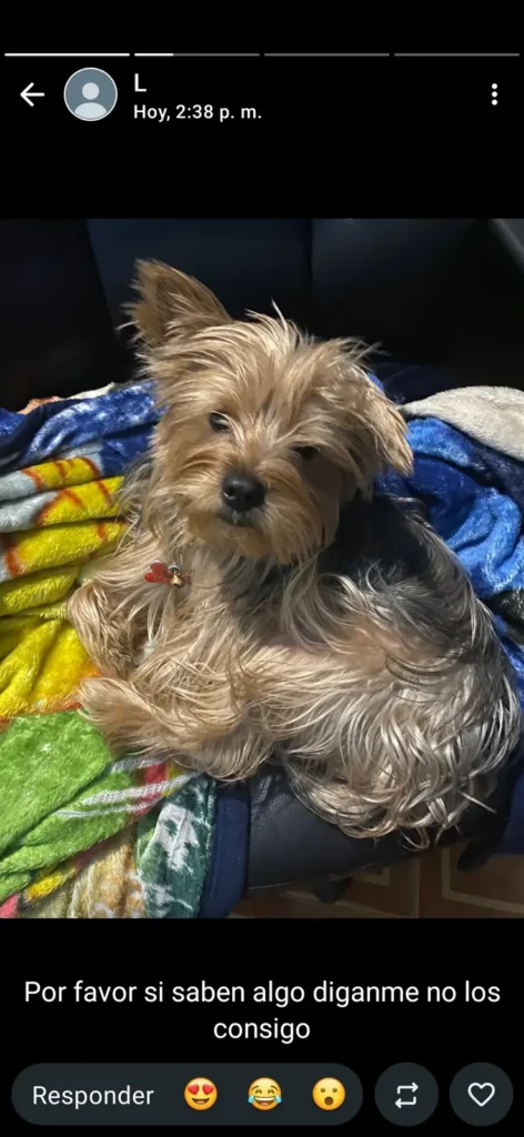 Napo