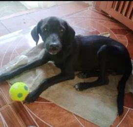 Perro Mestizo perdido en La Guaira