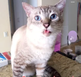 Gato Siamés perdido en La Guaira