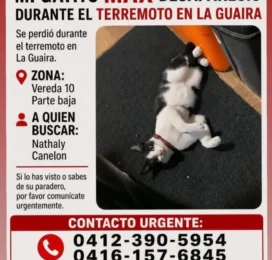Gato perdido en La Guaira