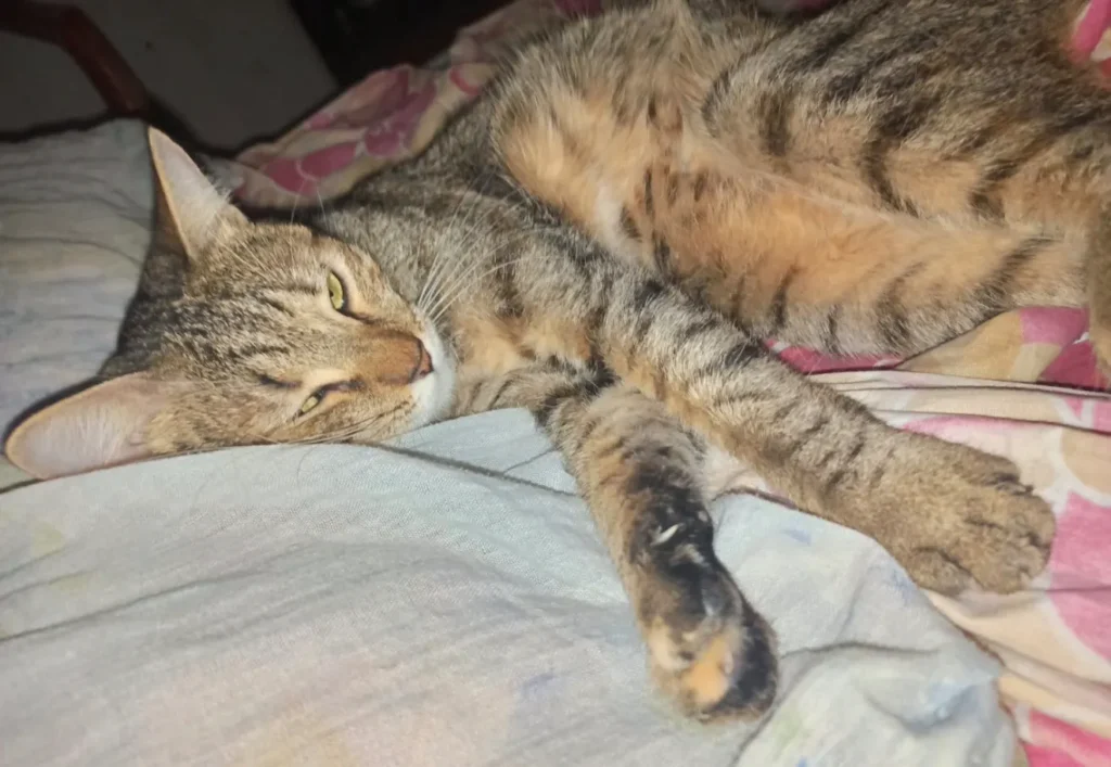 Titi