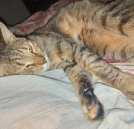 Gato Mestizo perdido en La Guaira