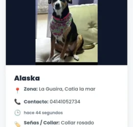 Perro Mestizo perdido en La Guaira