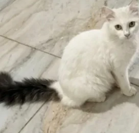 Gato Angora perdido en Distrito Capital