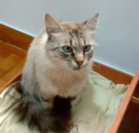 Gato Mestizo perdido en Distrito Capital