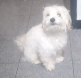 Perro perdido en La Guaira