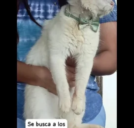 Gato Mestizo encontrado en Distrito Capital