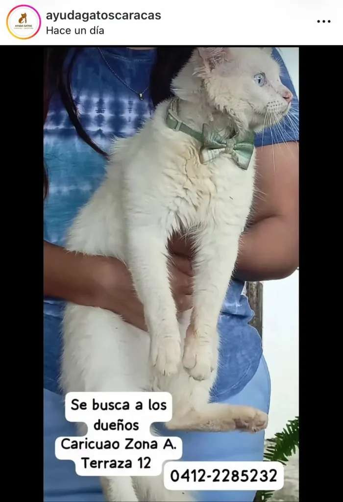 Gato encontrado