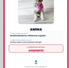 Perro Schnauzer perdido en La Guaira