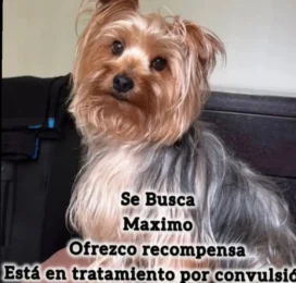 Perro Yorkshire Terrier perdido en Carabobo
