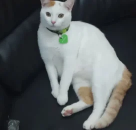 Gato Mestizo perdido en La Guaira