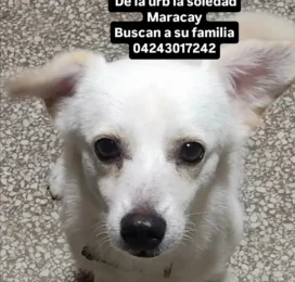Perro Mestizo encontrado en Aragua
