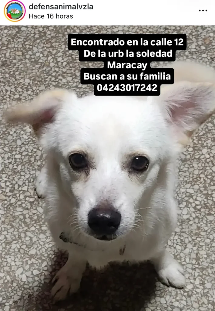 Perro encontrado