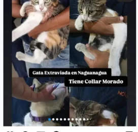 Gato perdido en Carabobo