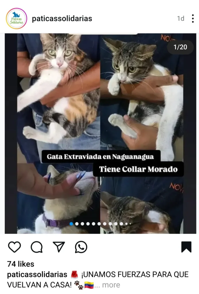 Gato perdido