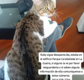 Gato perdido en La Guaira